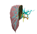 Dental Tooth Chart West Palm Beach - left bile ducts